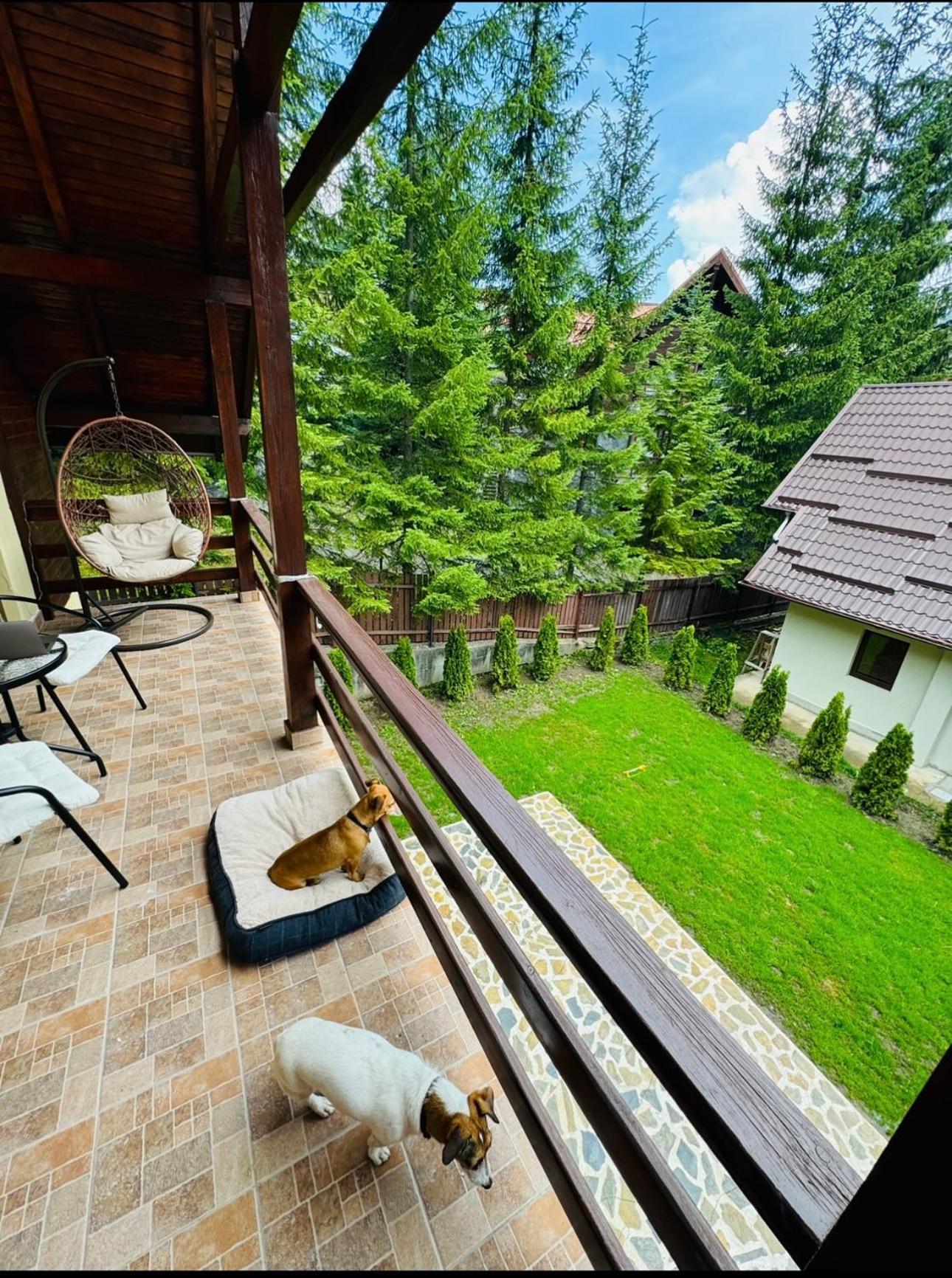 Ollie'S Mountain Chalet Buşteni Extérieur photo